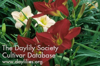 Daylily Alexander the Great
